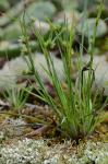 Cyperus granitophilus McVaugh