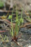 Cyperus granitophilus McVaugh