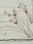 Cyperus grayi Torrey