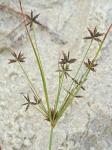 Cyperus grayi Torrey