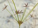 Cyperus grayi Torrey