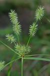 Cyperus hystricinus Fernald