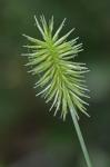 Cyperus hystricinus Fernald