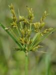 Cyperus iria L.