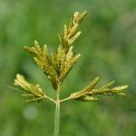 Cyperus iria L.
