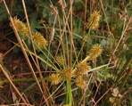 Cyperus lancastriensis Porter ex Gray