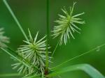 Cyperus lancastriensis Porter ex Gray