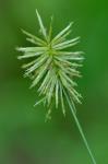 Cyperus lancastriensis Porter ex Gray