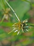 Cyperus lupulinus (Sprengel) Marcks ssp. lupulinus