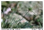 Cyperus lupulinus complex