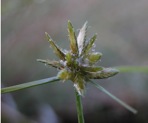 Cyperus lupulinus complex