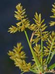 Cyperus microiria Steudel