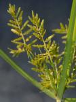 Cyperus microiria Steudel