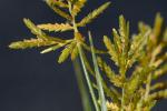 Cyperus microiria Steudel