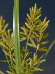 Cyperus microiria Steudel