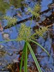 Cyperus odoratus L. var. engelmannii (Steud.) R. Carter, S.D. Jones, & Wipff