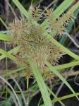 Cyperus odoratus L. var. odoratus