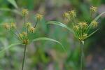 Cyperus plukenetii Fernald