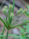 Cyperus plukenetii Fernald