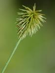Cyperus plukenetii Fernald