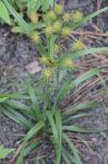 Cyperus plukenetii Fernald