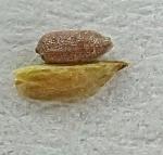 Cyperus polystachyos Rottboell