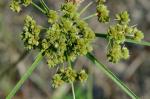 Cyperus pseudovegetus Steudel
