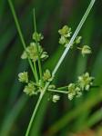 Cyperus pseudovegetus Steudel