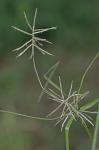 Cyperus refractus Engelm. ex Boeckl.