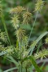 Cyperus retrofractus (L.) Torrey