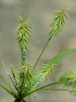 Cyperus retrofractus (L.) Torrey