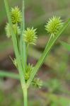 Cyperus retrorsus Chapman