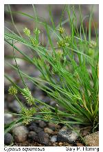 Cyperus squarrosus L. var. squarrosus