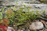 Cyperus squarrosus L. var. squarrosus