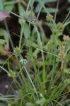 Cyperus squarrosus L. var. squarrosus