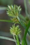 Cyperus squarrosus L. var. squarrosus