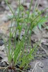 Cyperus squarrosus L. var. squarrosus