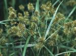 Cyperus strigosus L.