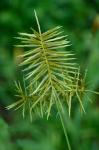 Cyperus strigosus L.