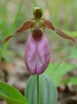 Cypripedium acaule Aiton