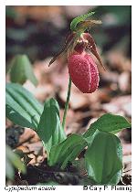 Cypripedium acaule Aiton