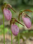 Cypripedium acaule Aiton