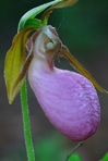 Cypripedium acaule Aiton
