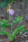 Cypripedium acaule Aiton