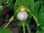 Cypripedium candidum Muhl. ex Willd.