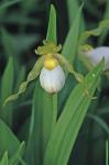 Cypripedium candidum Muhl. ex Willd.