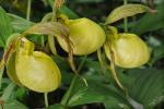 Cypripedium kentuckiense C.F.Reed