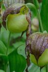 Cypripedium kentuckiense C.F.Reed