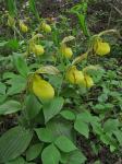 Cypripedium kentuckiense C.F.Reed