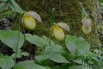 Cypripedium kentuckiense C.F.Reed